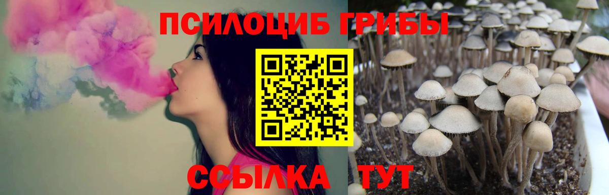 Галлюциногенные грибы Cubensis Усть-Джегута
